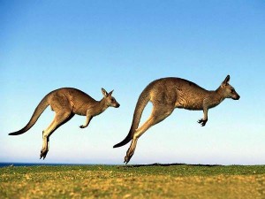 Full-HD-Australian-Kangaroo-Wallpapers